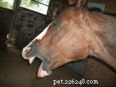 Verklarende tekenen van stress bij paarden