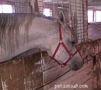 Segni rivelatori di stress nei cavalli