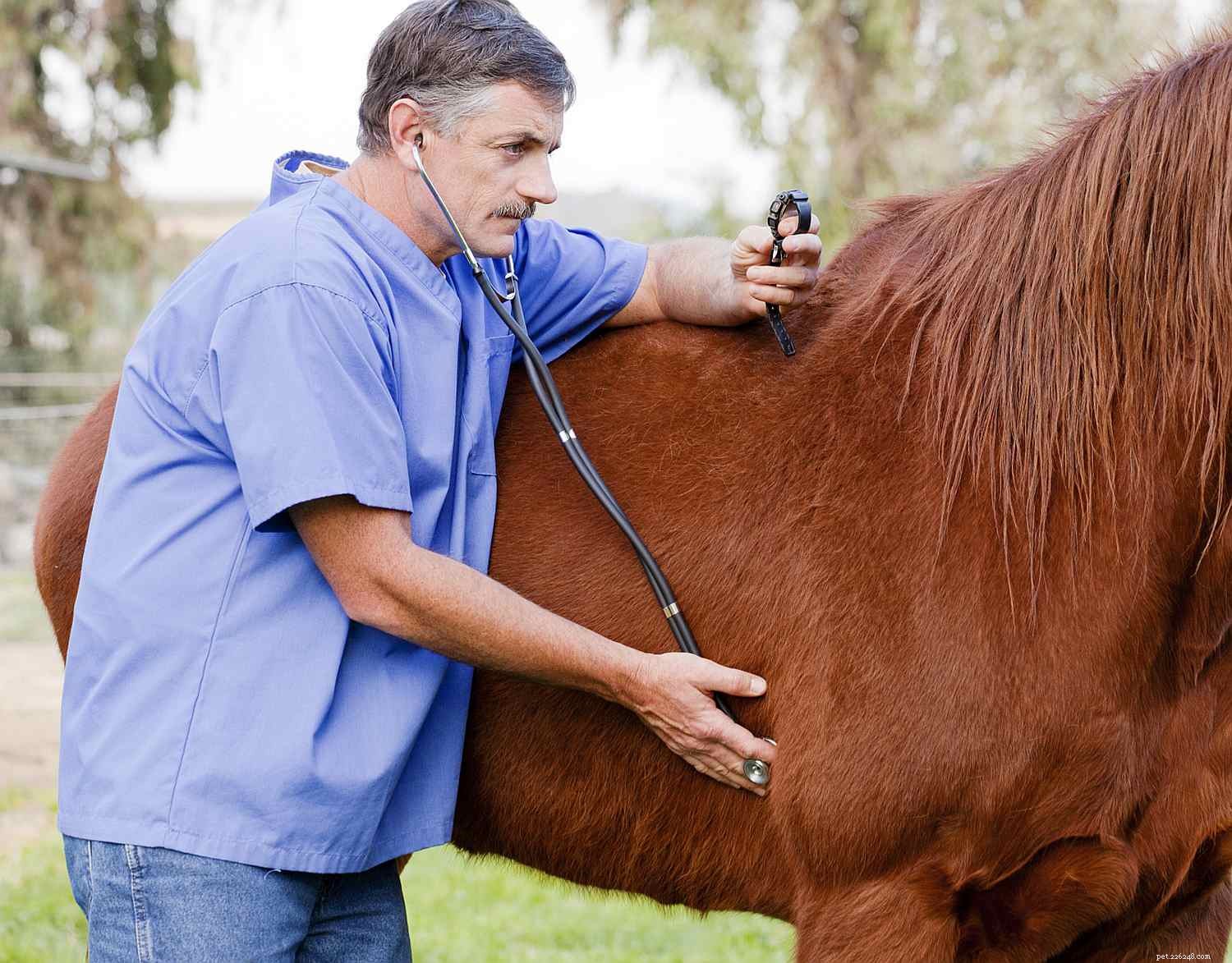 Verklarende tekenen van stress bij paarden