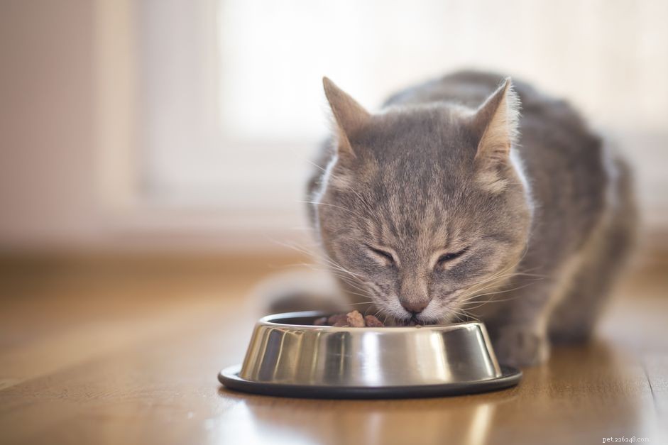 고양이가 음식을 토하는 이유는 무엇입니까?