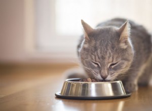 Por que meu gato está vomitando a comida?