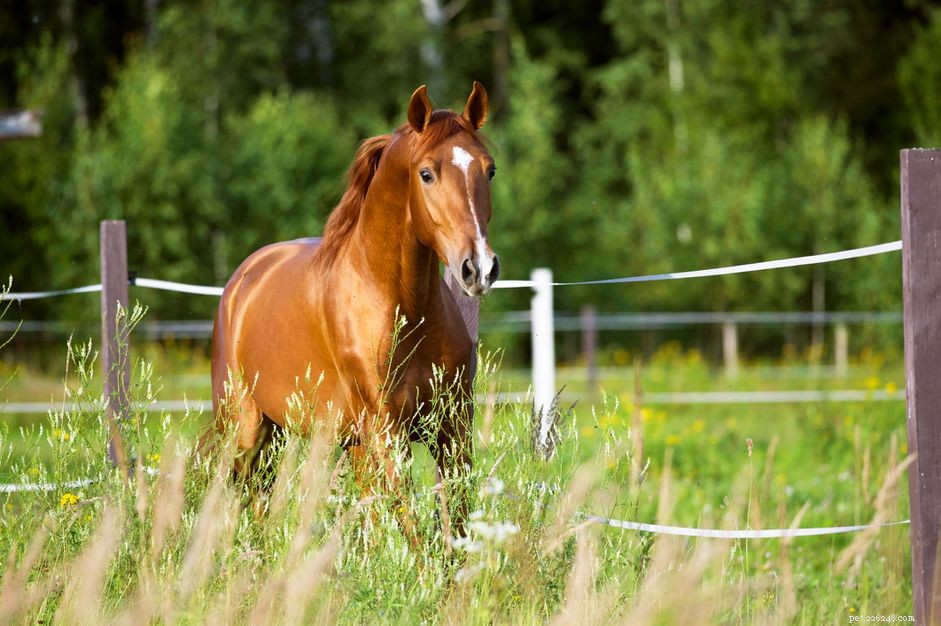 Come trovare il pedigree del tuo cavallo