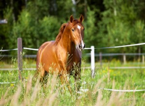 Como encontrar seu pedigree de cavalos