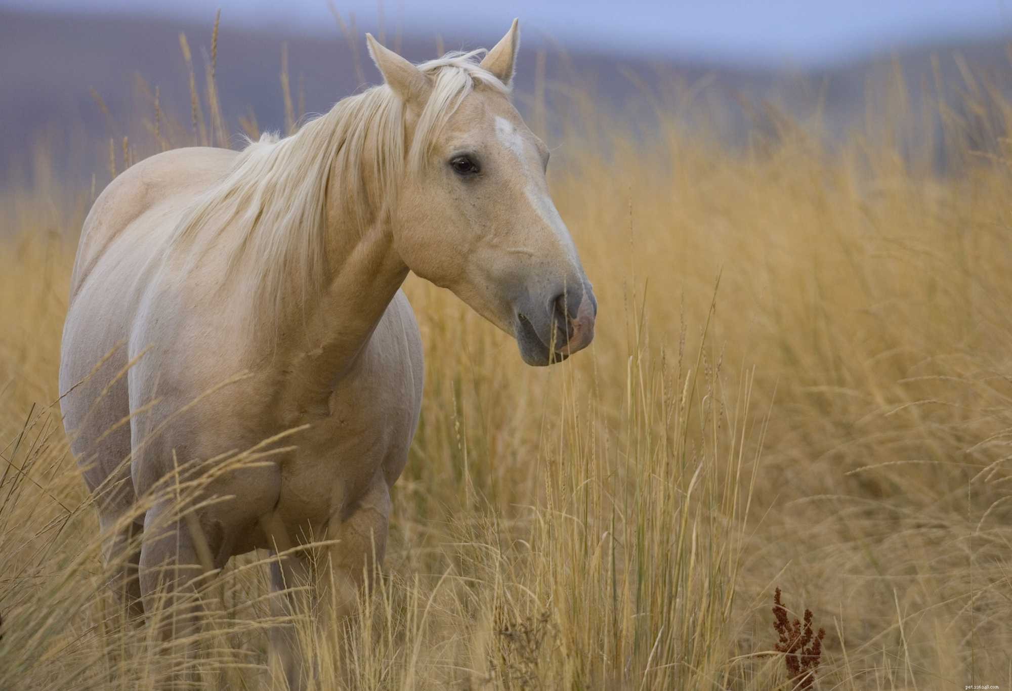 Как узнать родословную вашей лошади