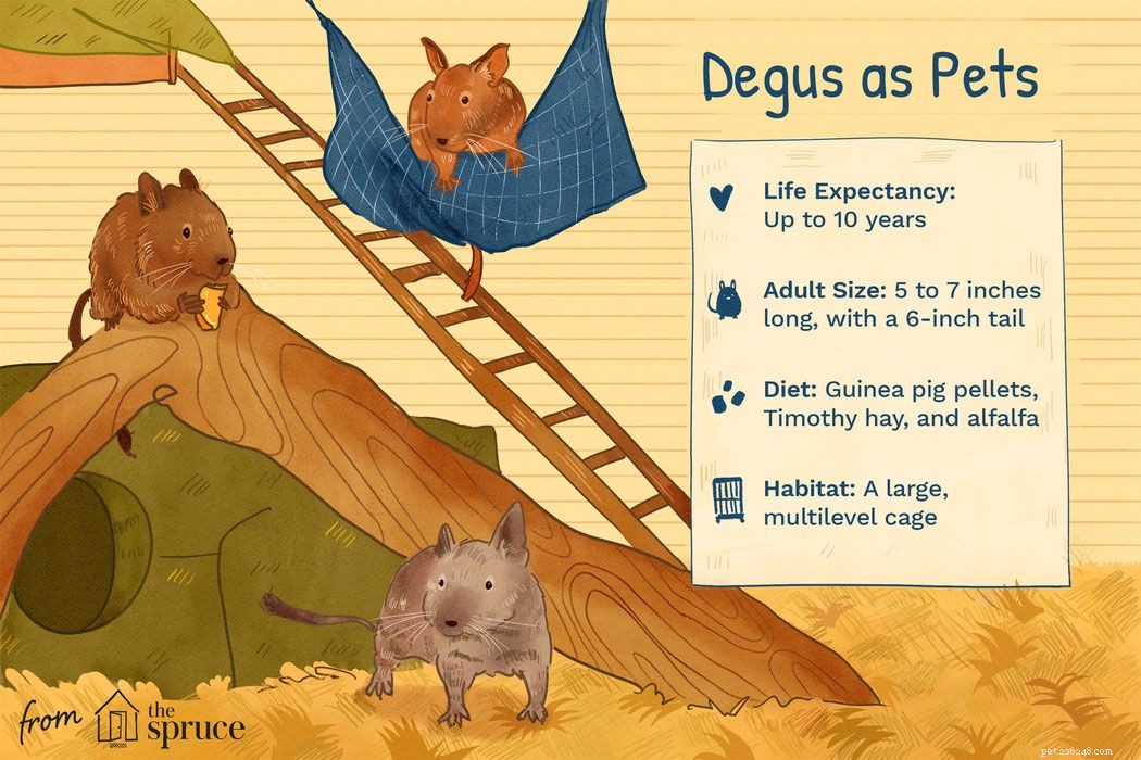 Devez-vous garder un Degu comme animal de compagnie ?
