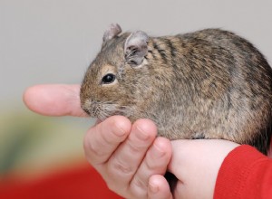 Você deve manter um Degu como animal de estimação?