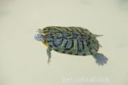 10 typer av sköldpaddor som gör fantastiska husdjur