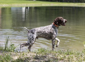 Histoplasmose em cães