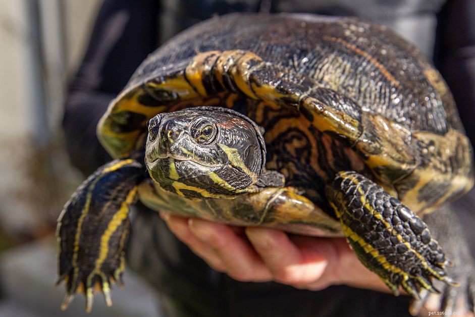 10 typer av sköldpaddor som gör fantastiska husdjur