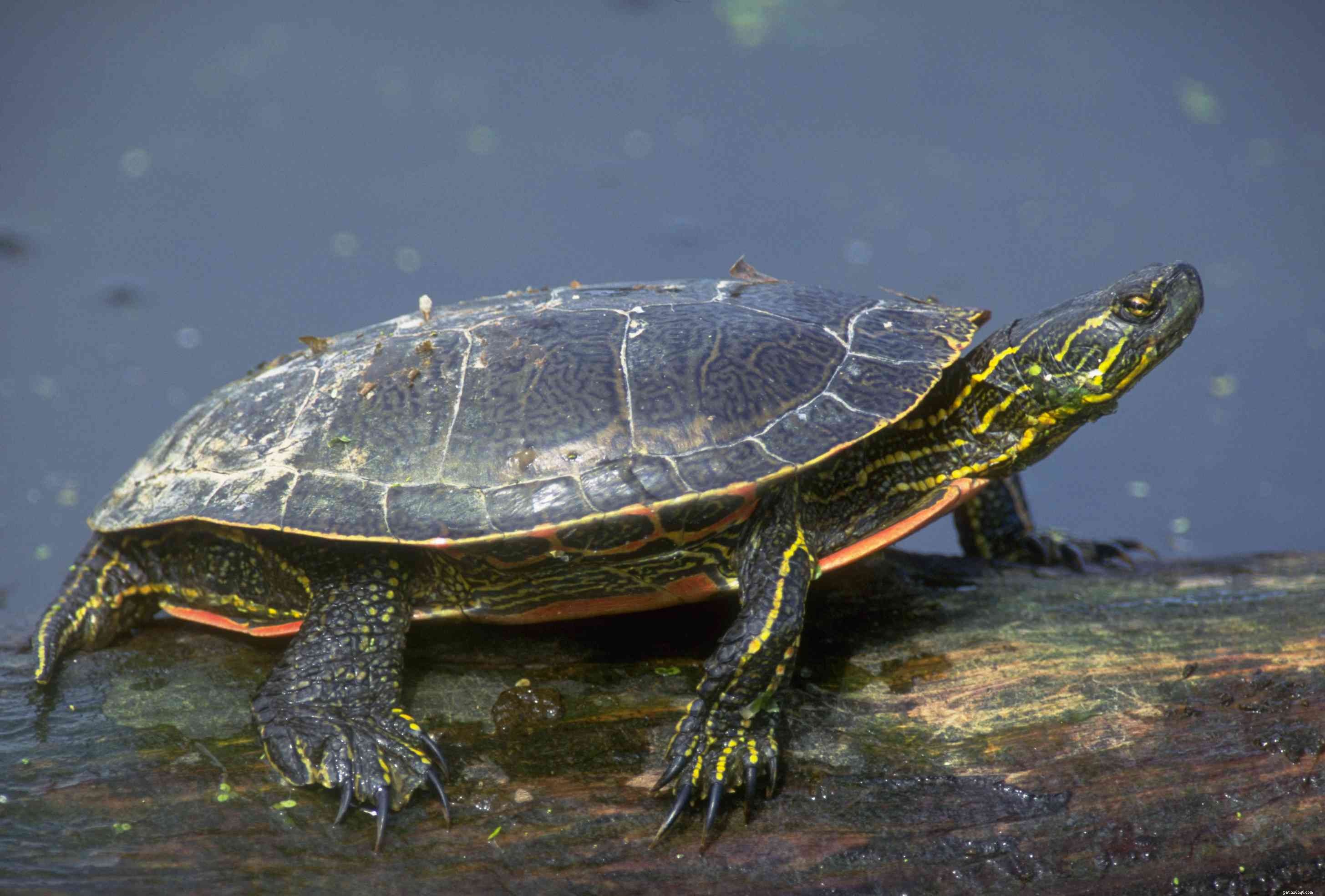10 tipos de tartarugas que são ótimos animais de estimação