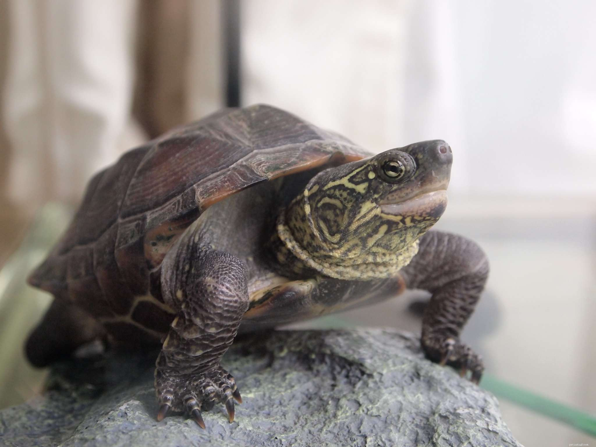10 видов черепах, из которых получаются отличные домашние животные