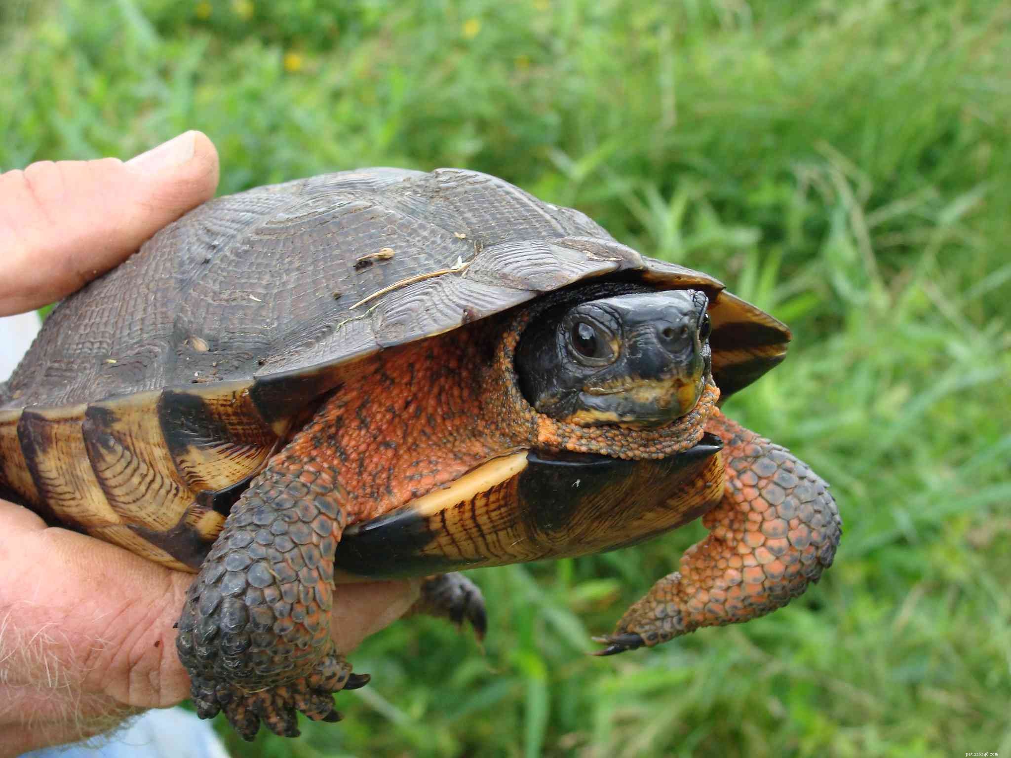 10 types de tortues qui font d excellents animaux de compagnie