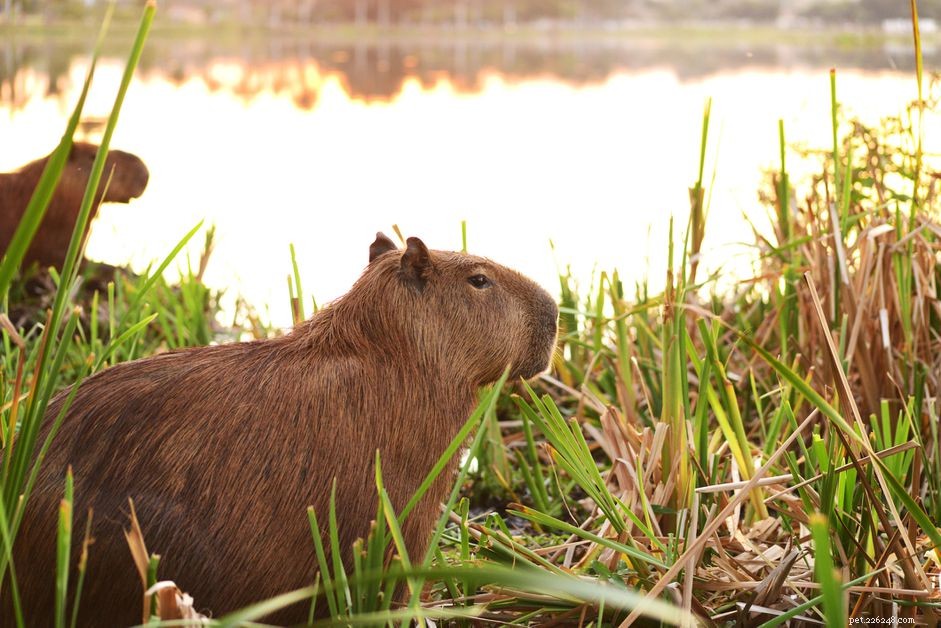 Dovresti tenere un capibara come animale domestico?