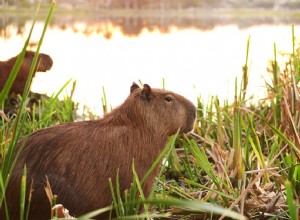 Você deve manter uma capivara como animal de estimação?