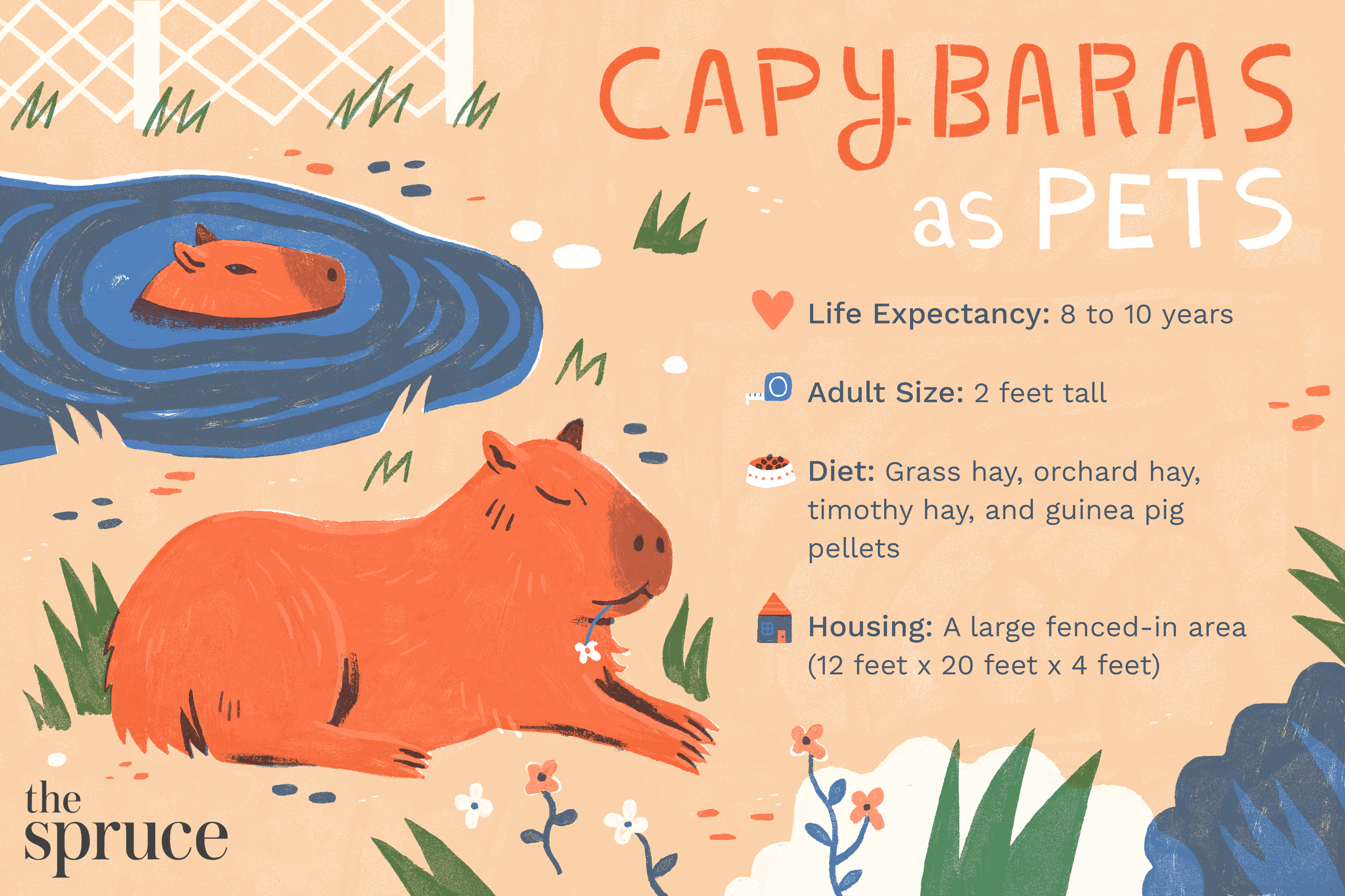 Moet je een capibara als huisdier houden?