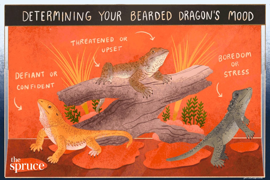 Bearded Dragon Beteende