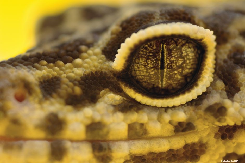 O que fazer se sua lagartixa-leopardo tiver problemas nos olhos