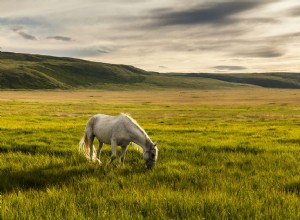 Noções básicas de nutrição para cavalos