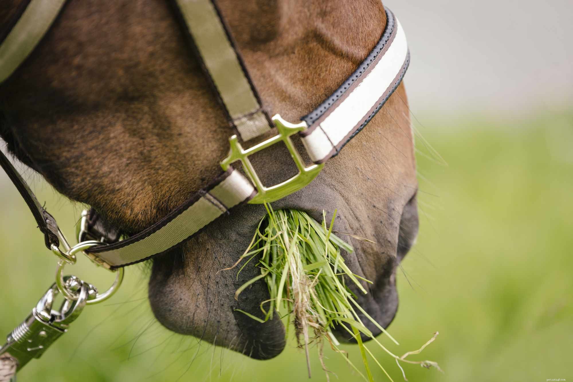 Základy výživy pro koně 