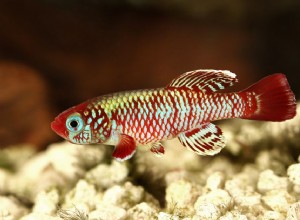 Guia para Killifish