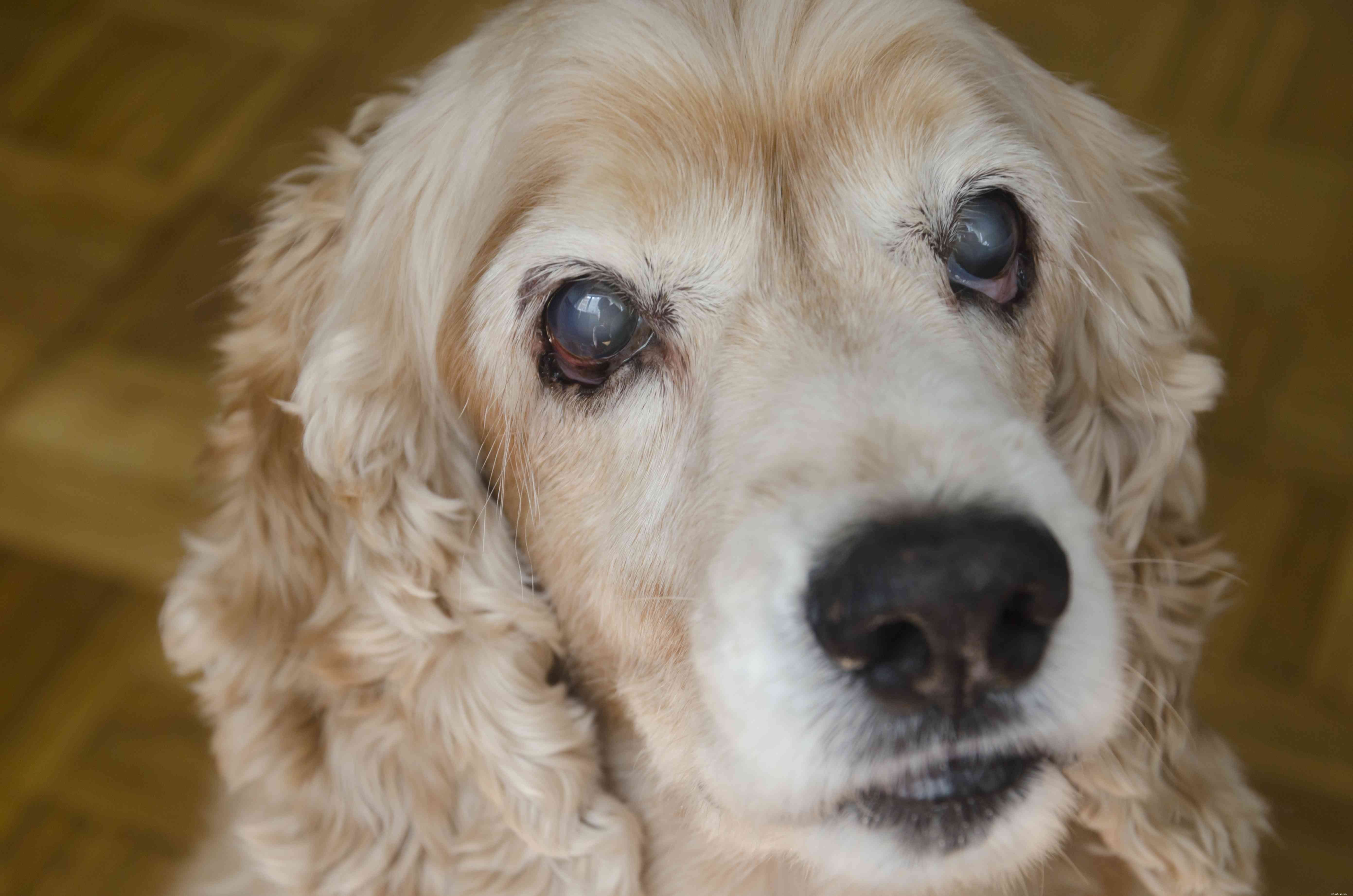 犬の白内障を見つけて治療する方法 