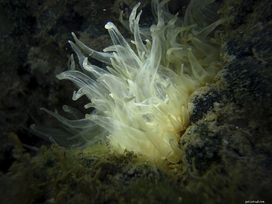 Aiptasia-anemonen elimineren uit zoutwateraquaria