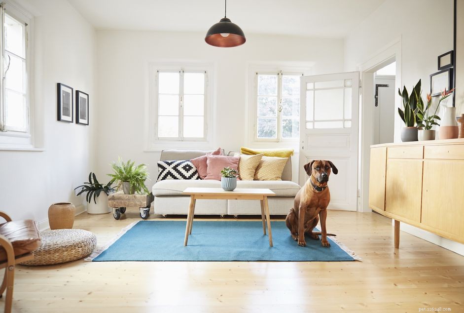 15 beste hondenrassen voor appartementen of appartementen