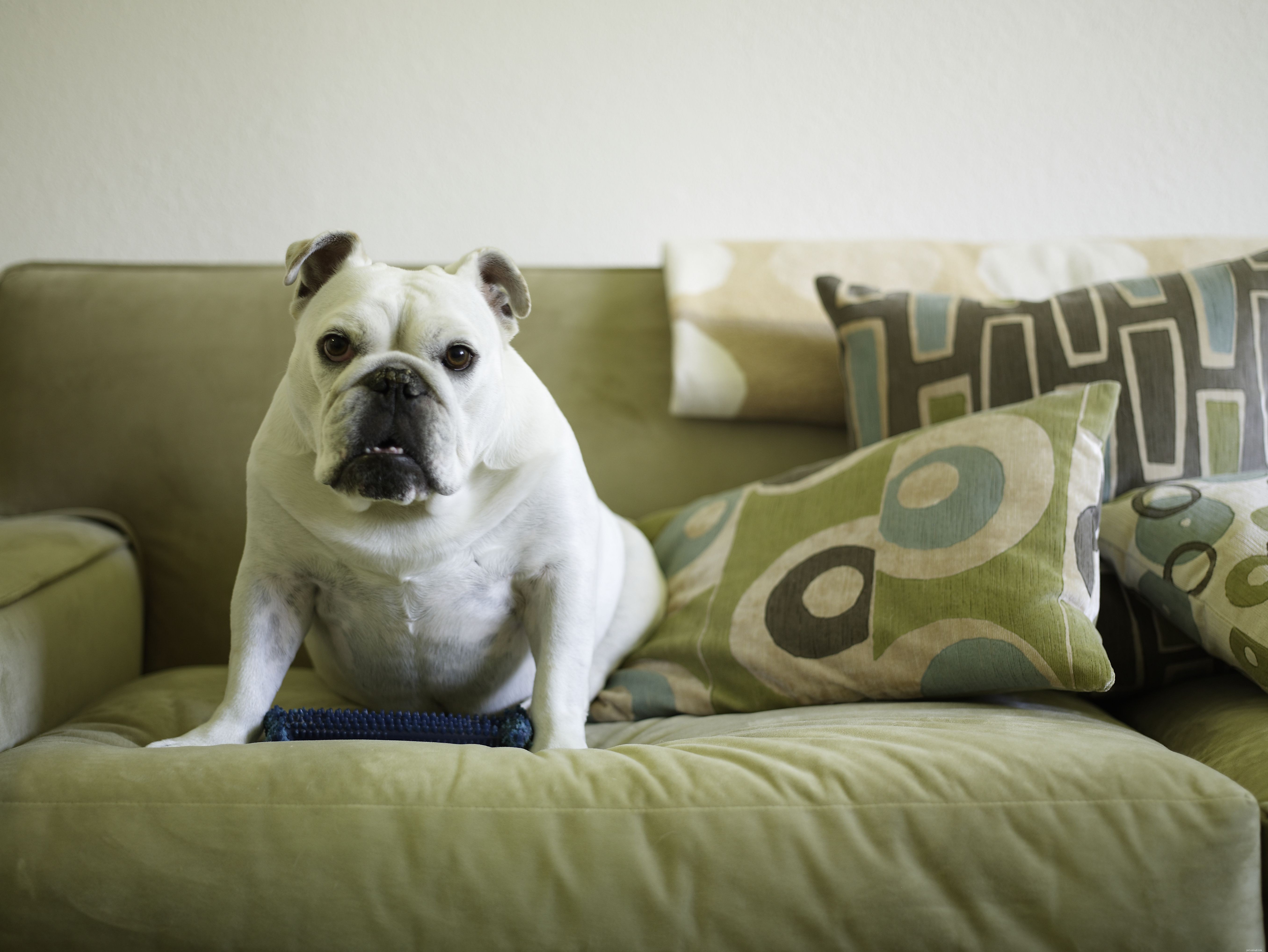 15 лучших пород собак для квартир или квартир