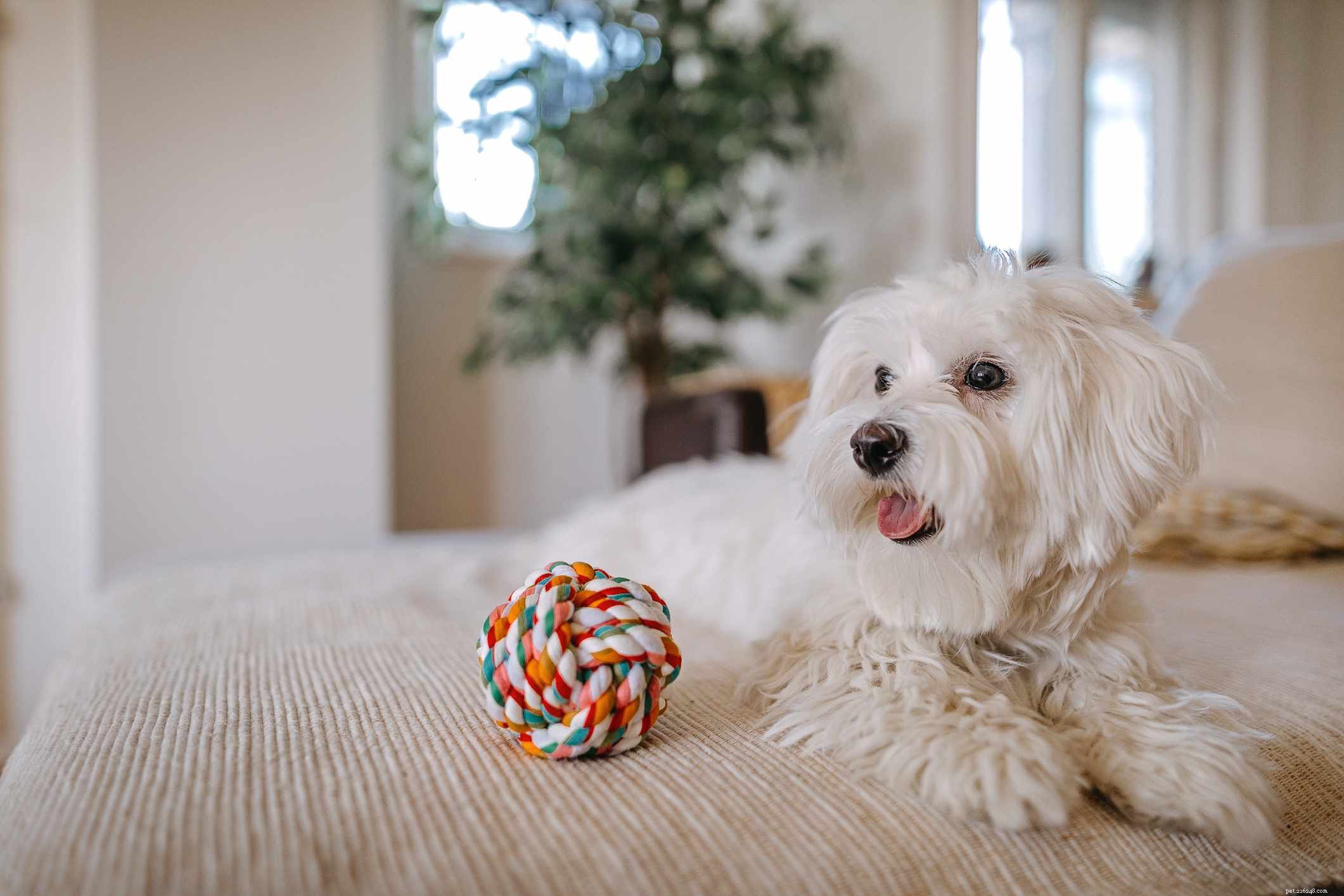 15 meilleures races de chiens pour appartements ou condos