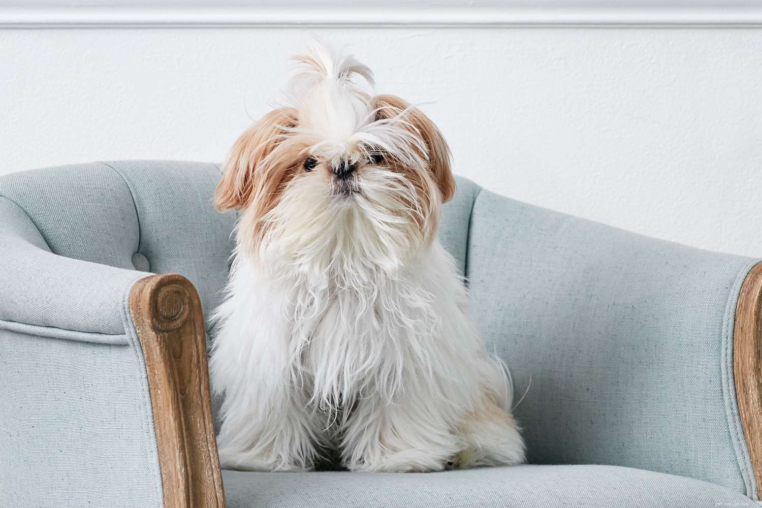 15 лучших пород собак для квартир или квартир
