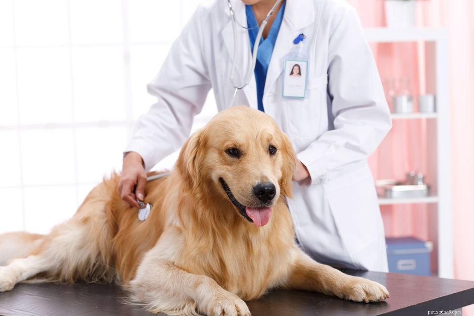 7 typer av hundcancer och deras svårighetsgrad