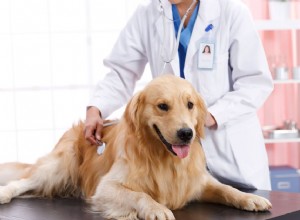7 типов рака у собак и их степень тяжести