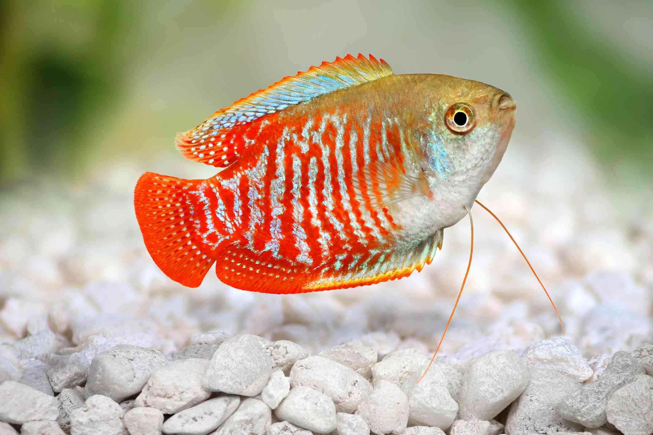 Quelles espèces de poissons d eau douce conviennent le mieux aux réservoirs chauffés ?