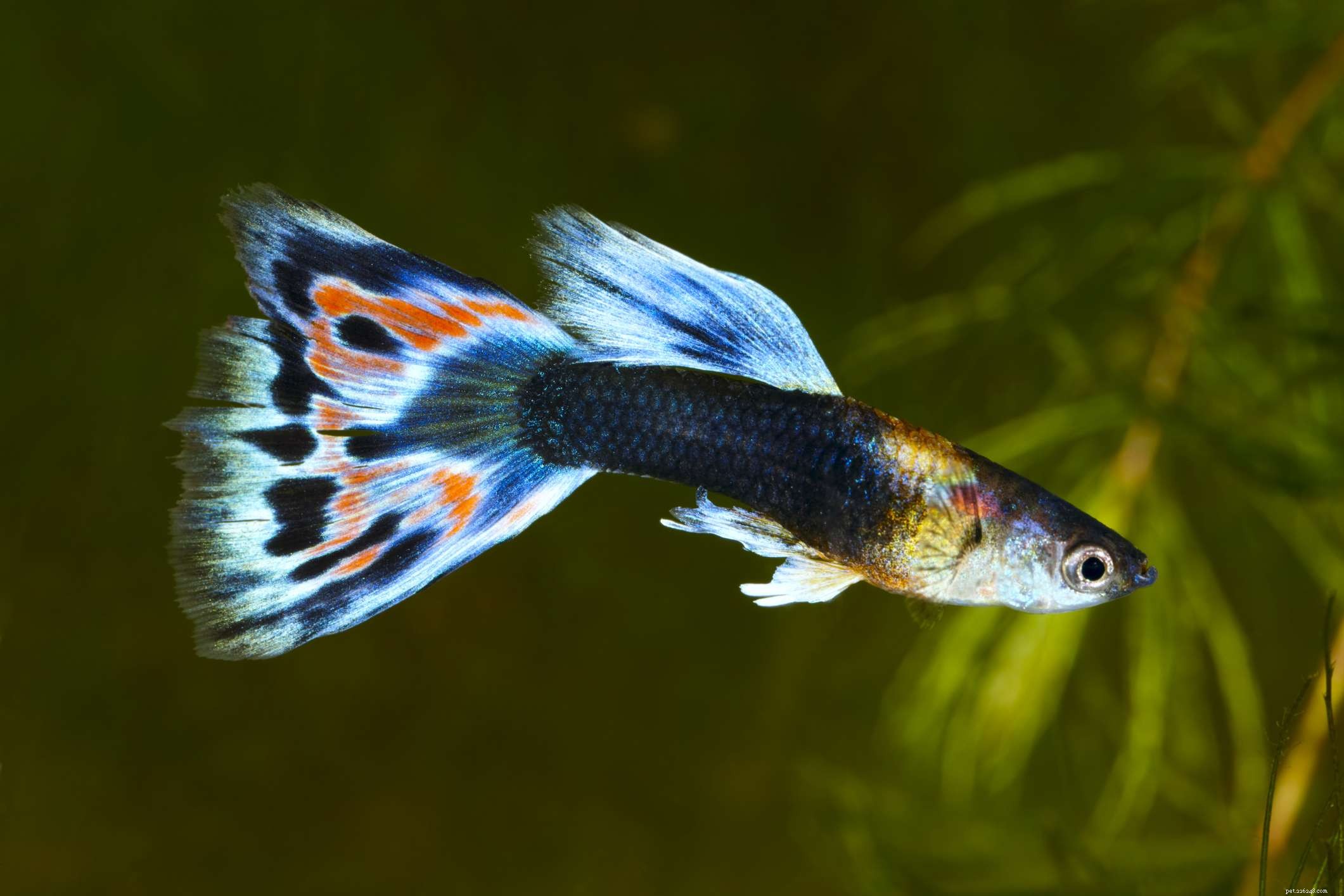 Quais espécies de peixes de água doce são melhores para tanques aquecidos?