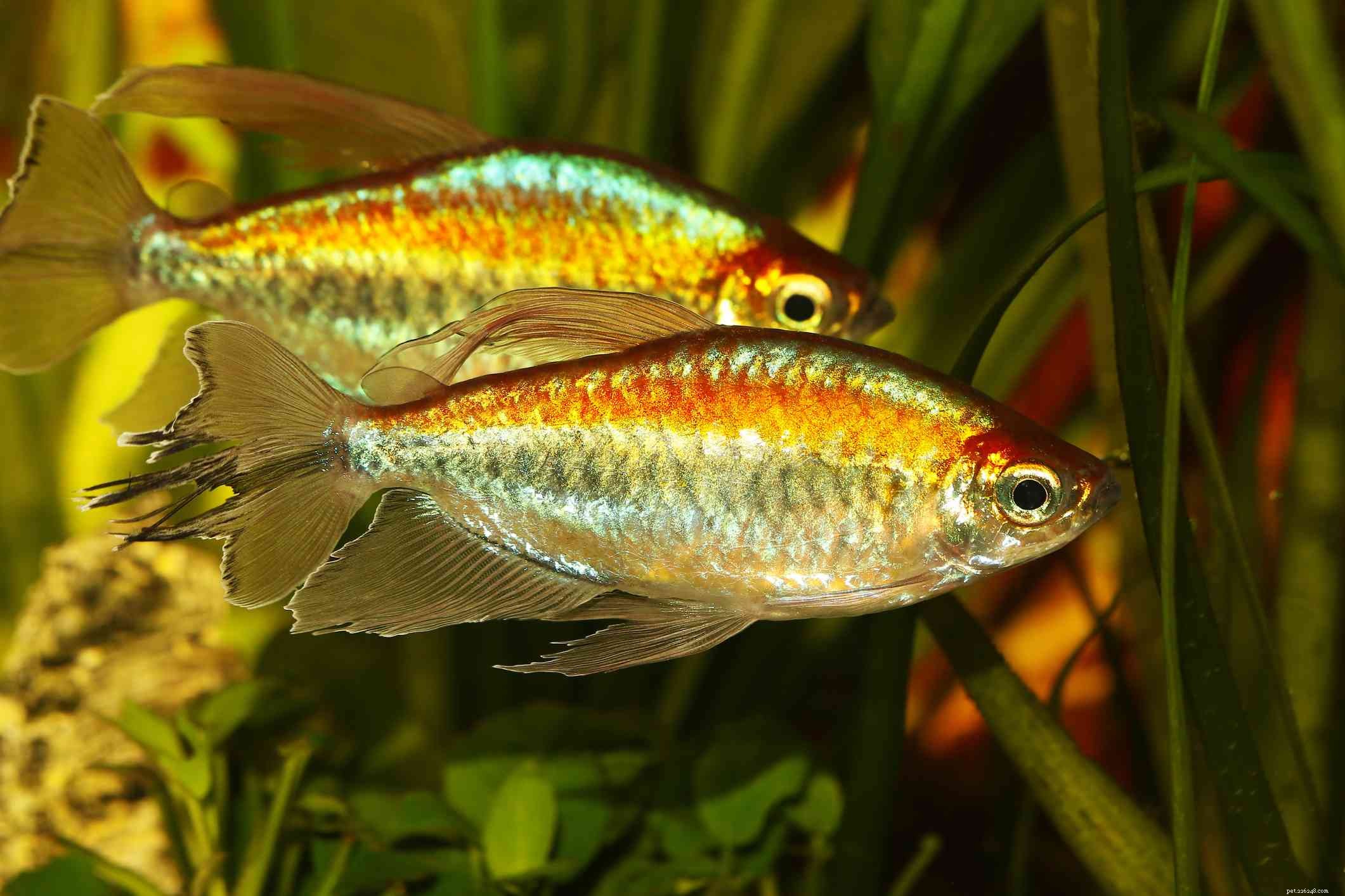 Welke zoetwatervissoorten zijn het beste voor verwarmde tanks?