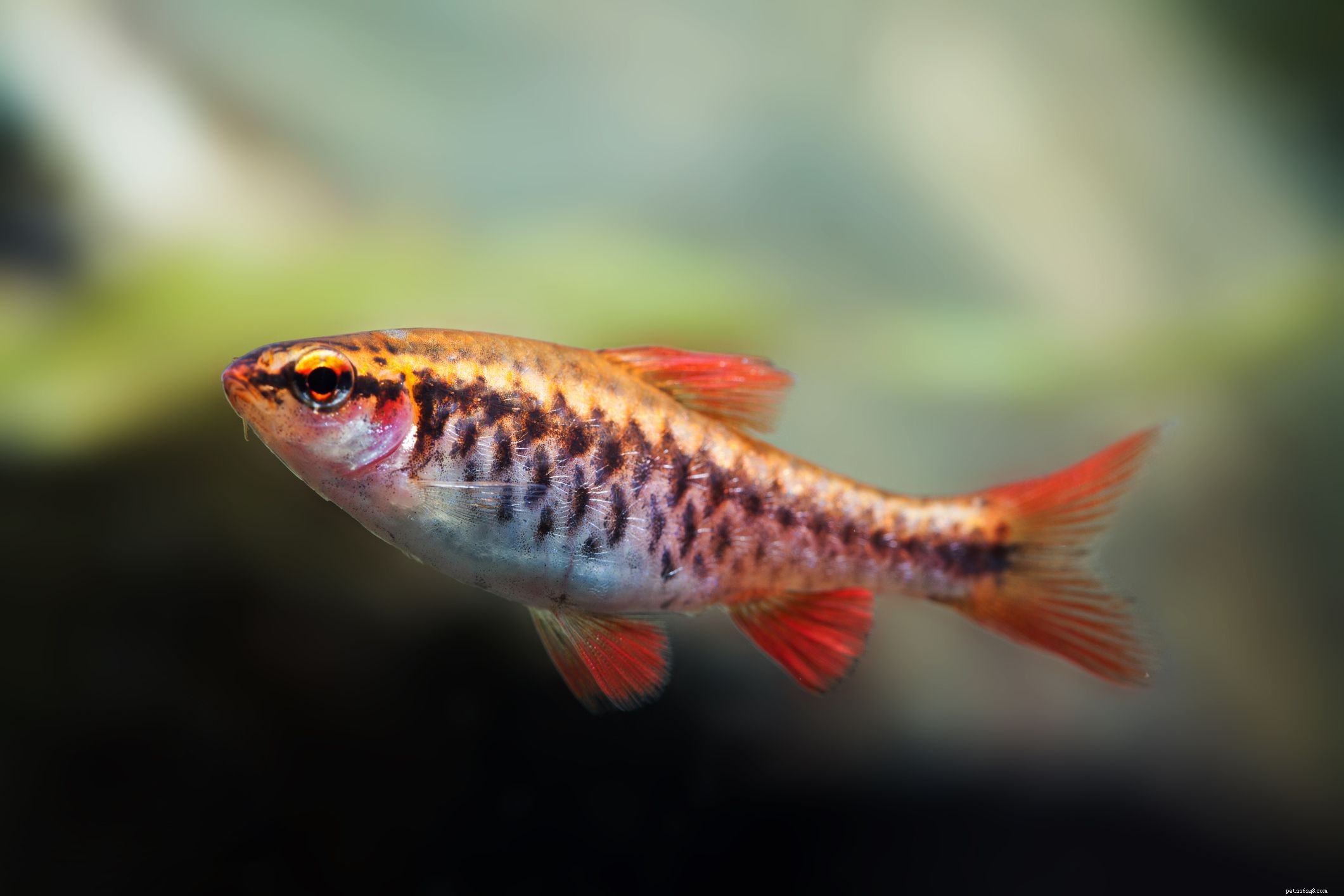 Které druhy sladkovodních ryb jsou nejlepší pro vyhřívané nádrže?