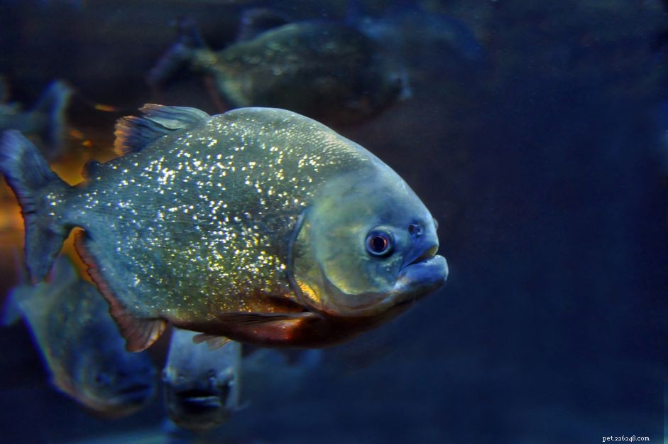 Är din fisk allätare, växtätare eller köttätare?