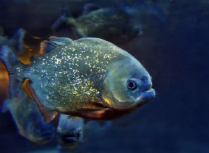 Seu peixe é onívoro, herbívoro ou carnívoro?