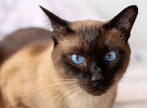 10 melhores raças de gatos com olhos azuis