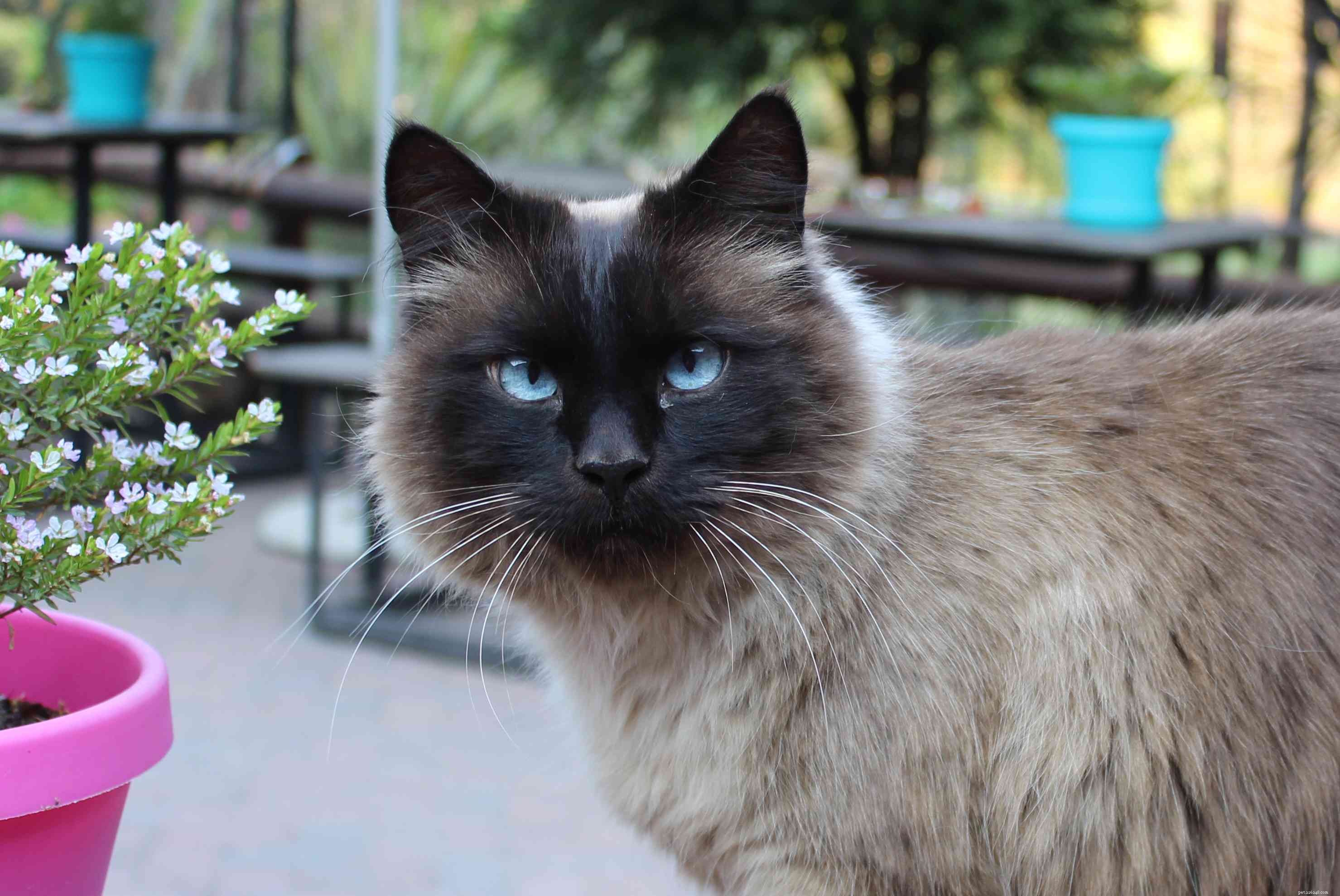 10 nejlepších plemen koček s modrýma očima