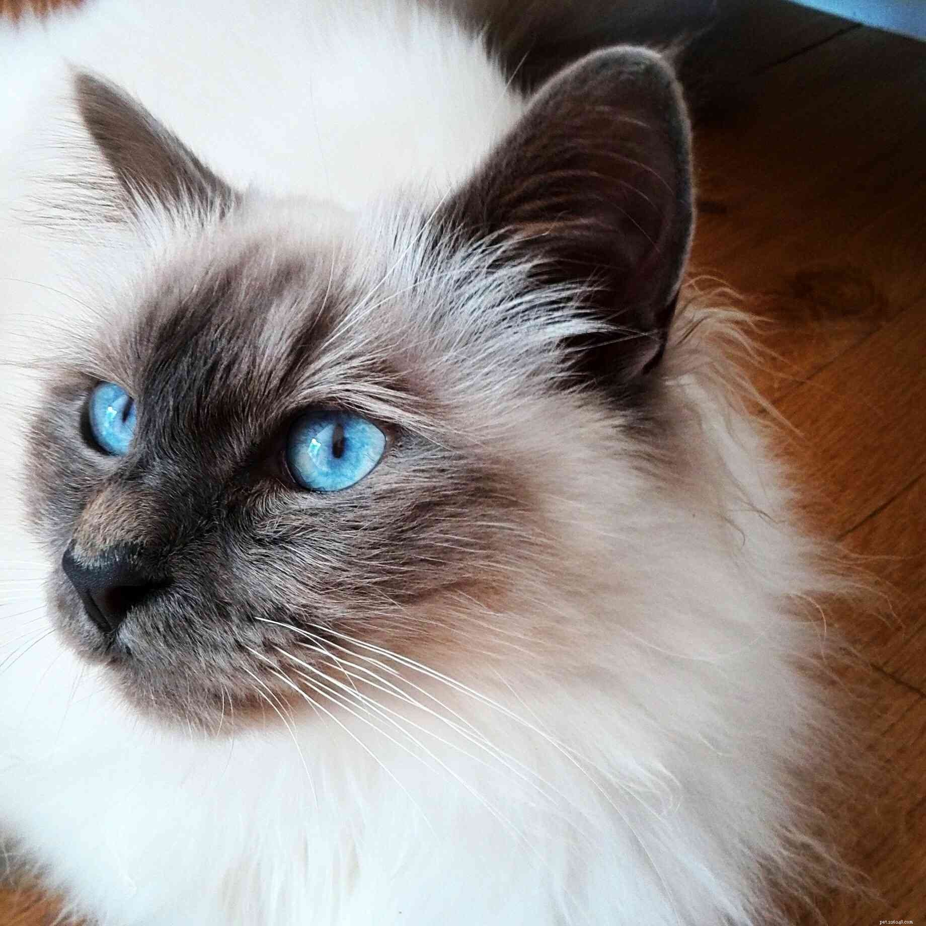 10 bästa kattraser med blå ögon