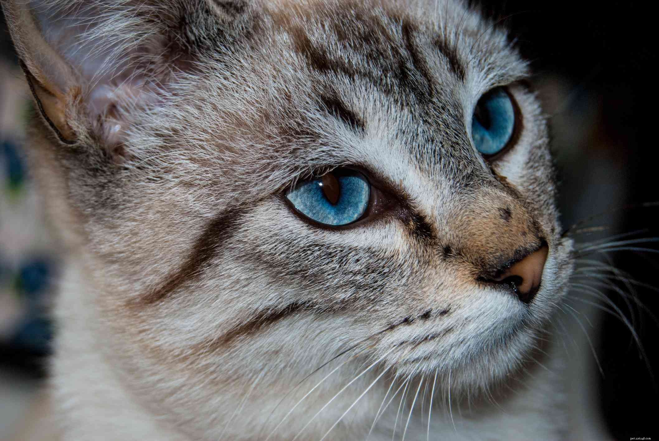 10 migliori razze di gatti con gli occhi azzurri