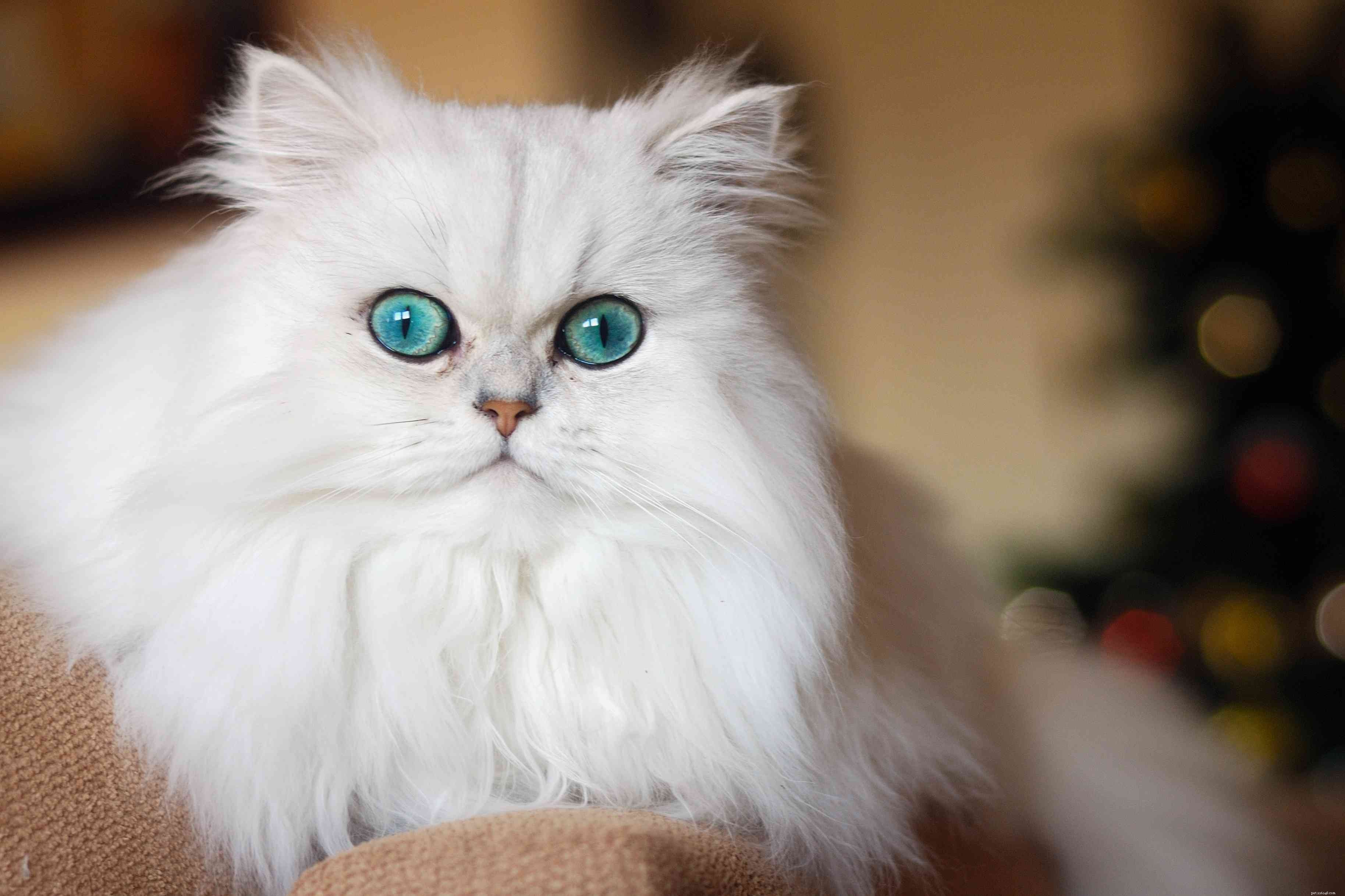 青い目をした10の最高の猫の品種 
