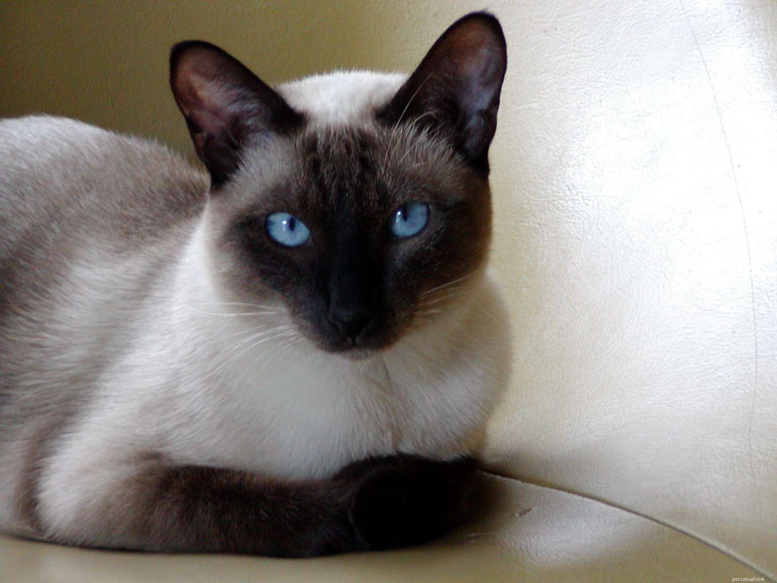 10 meilleures races de chats aux yeux bleus