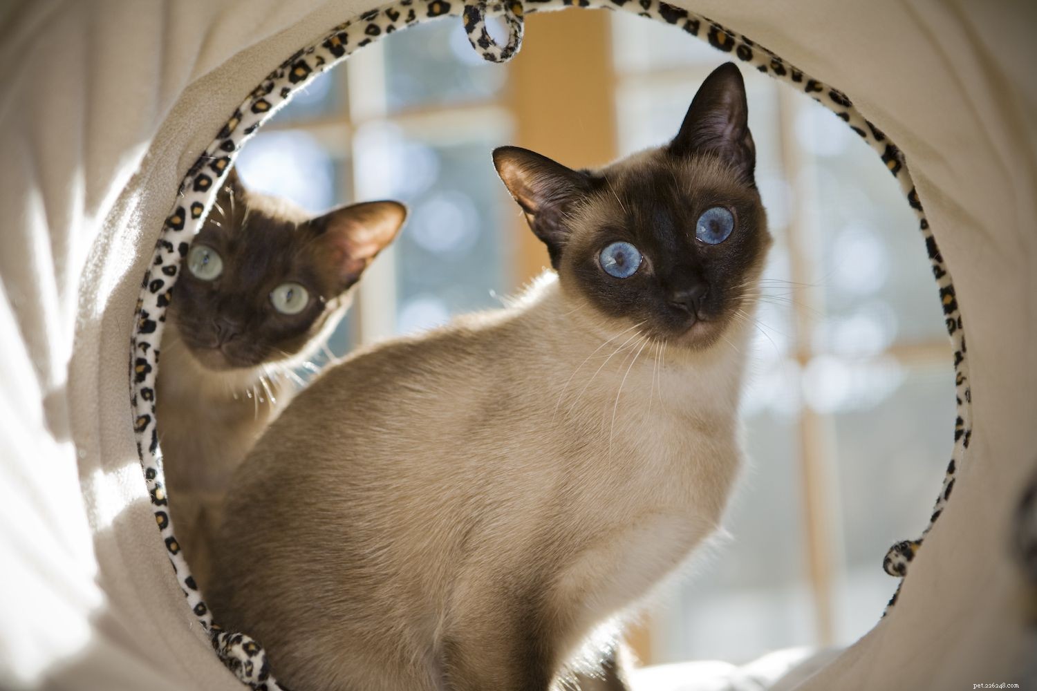10 nejlepších plemen koček s modrýma očima