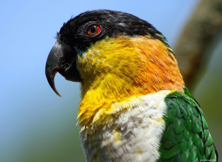 Caïque :profil d espèce d oiseau