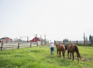 Quanto você deve montar em um cavalo mais velho?