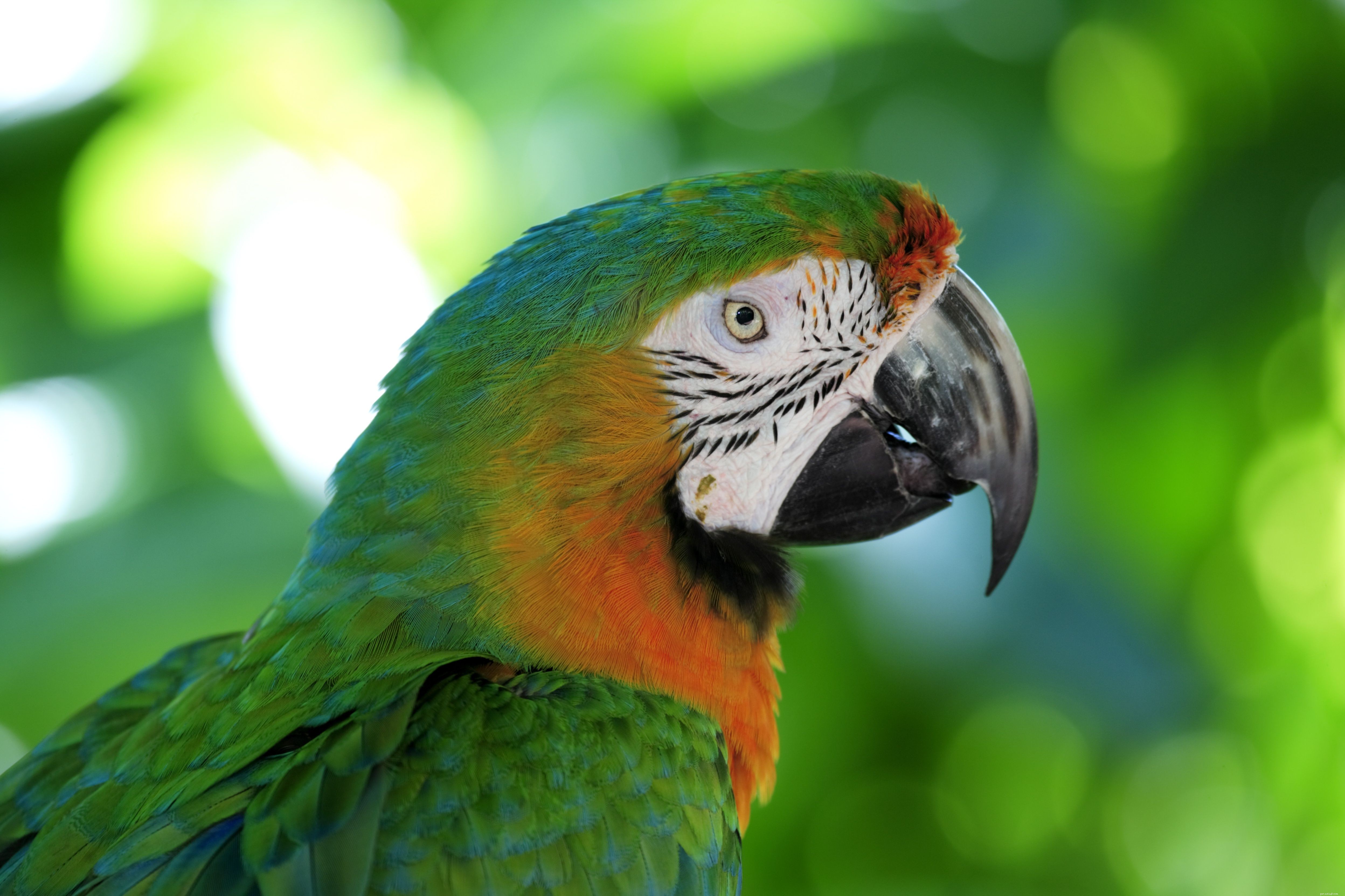 5 zábavných faktů o papoušcích