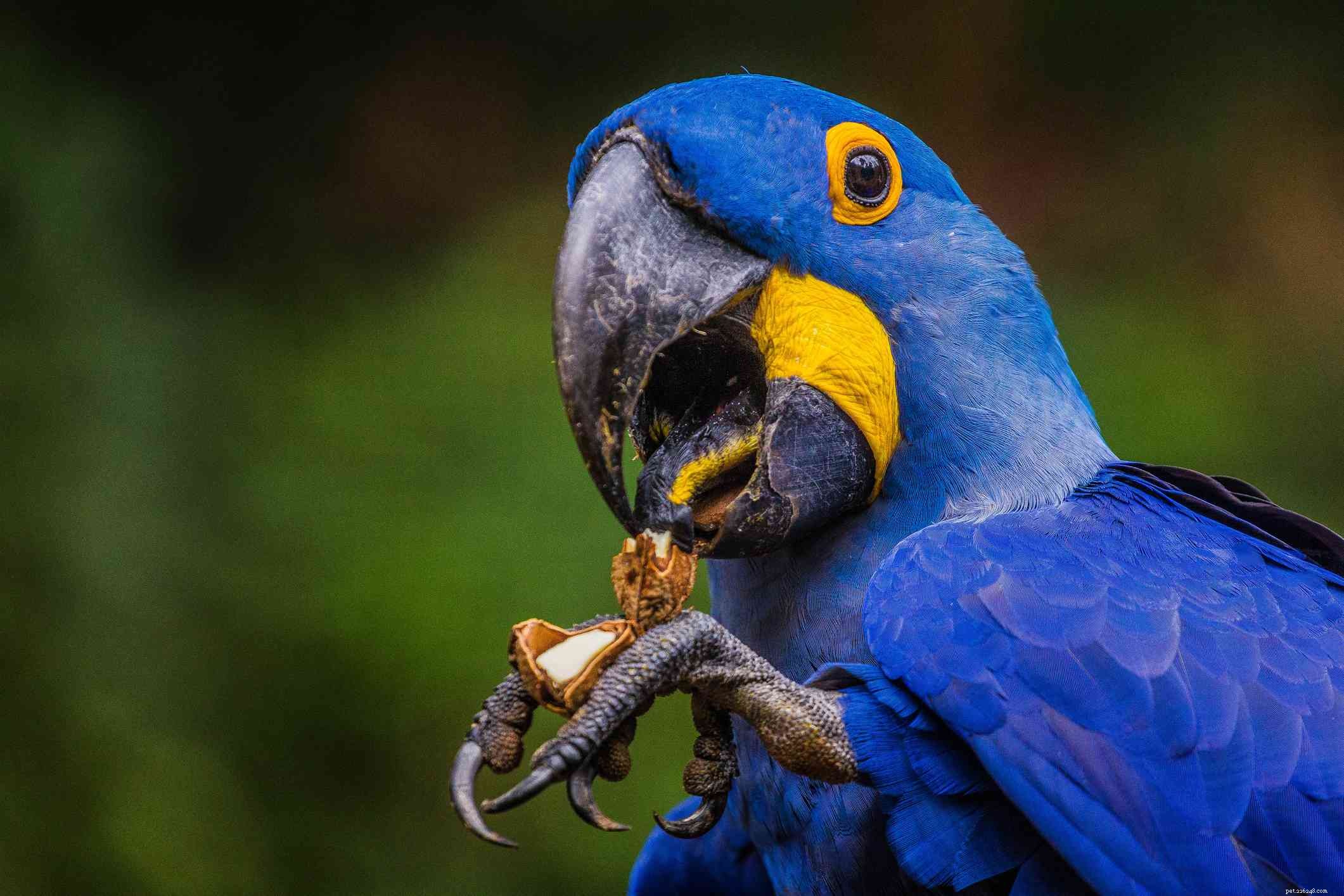 5 zábavných faktů o papoušcích