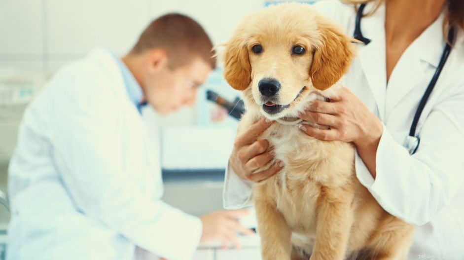 Опухоли, новообразования и кисты у собак